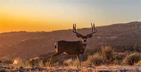 nevada big game draw odds|The Nevada Big Game Draw .